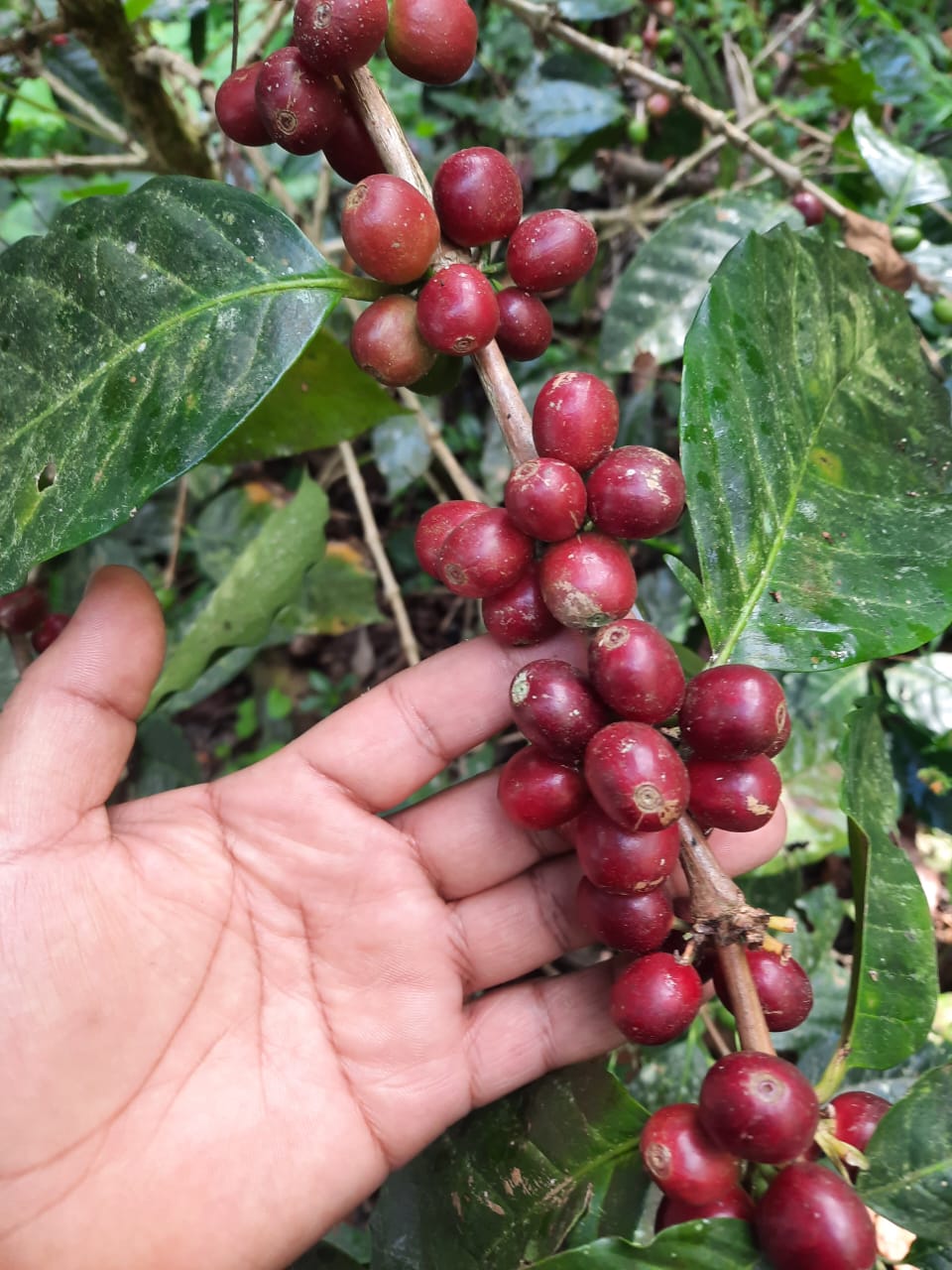 COLOMBIA - LA ESPERANZA GESHA (FILTRO)