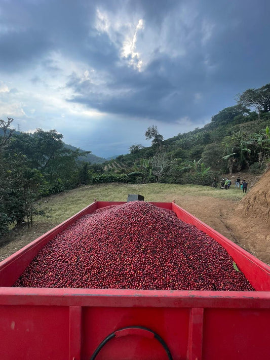 [NEW] CHRISTMAS COFFEE - FINCA EL PUCHOL