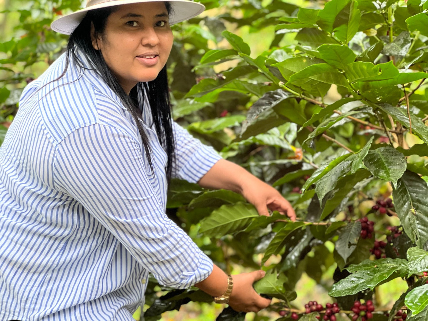 NICARAGUA - JAVA [OMNIROAST]