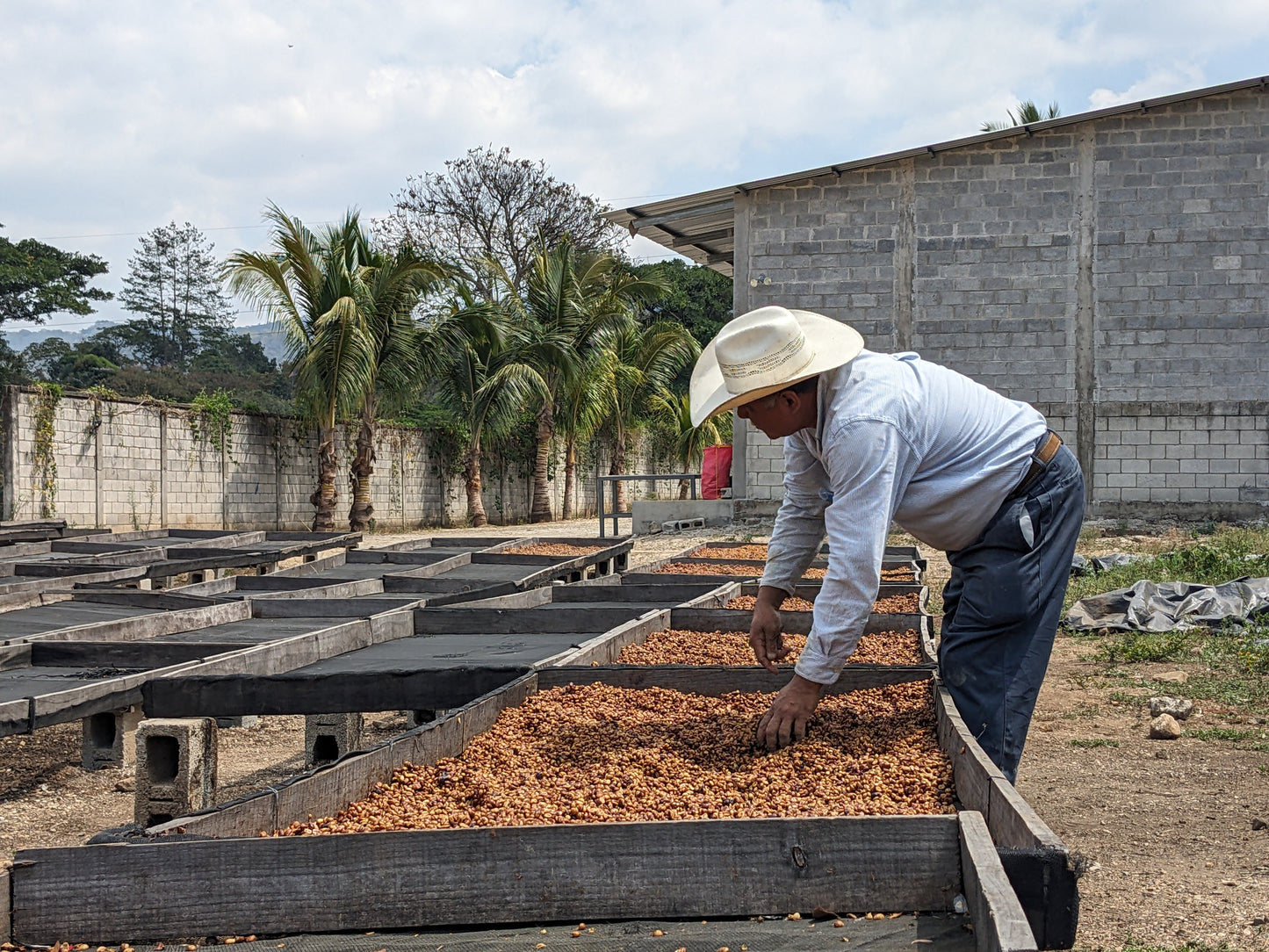 GUATEMALA - DECAF PRIMAVERA FAMILY (ESPRESSO)