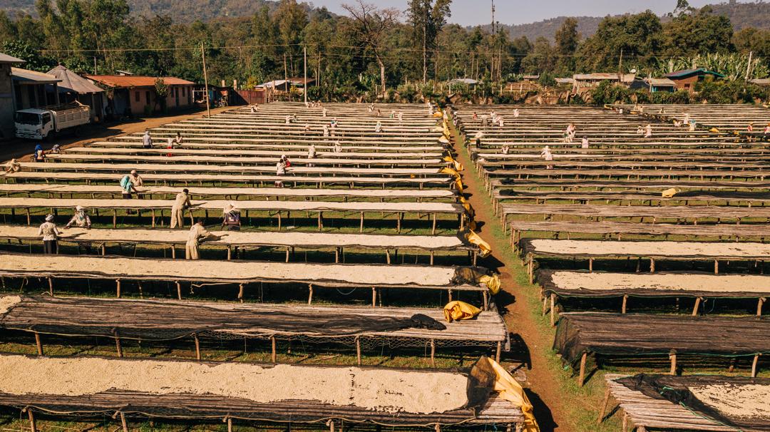 ETIOPÍA - WUSH WUSH [OMNIROAST]