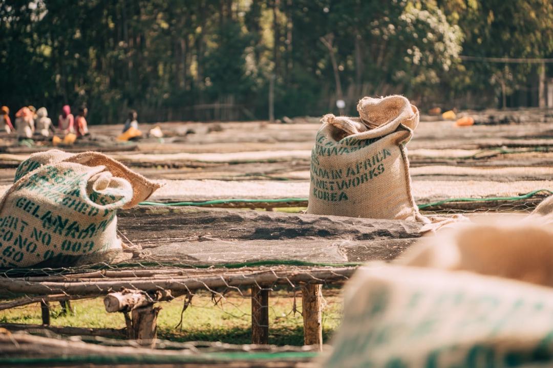 ETIOPÍA - WUSH WUSH [OMNIROAST]