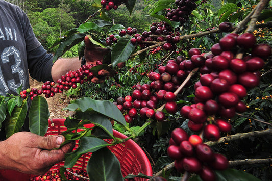 COSTA RICA - BÚHO [ESPRESSO]