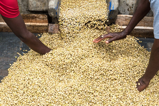 KENIA - KARATINA [FILTRO]